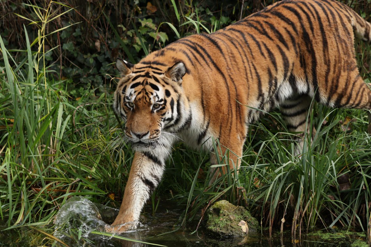 Sibirischer Tiger Jegor am Wasser im Tierpark Hellabrunn