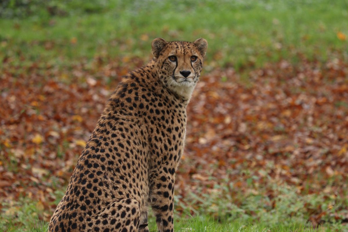 Gepard im Zoo Salzburg