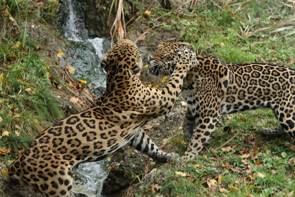 Streitende Jaguare im Zoo Salzburg