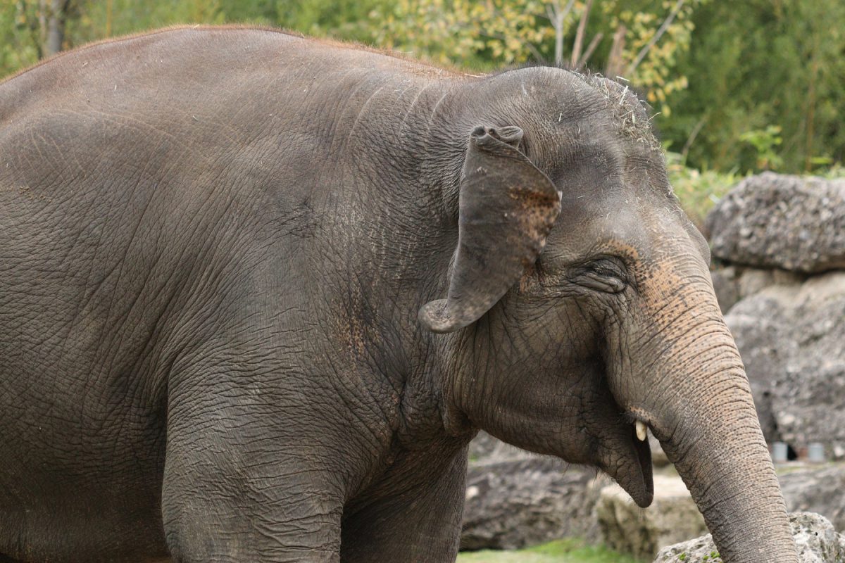 Asiatische Elefantenkuh Temi im Tierpark Hellabrunn