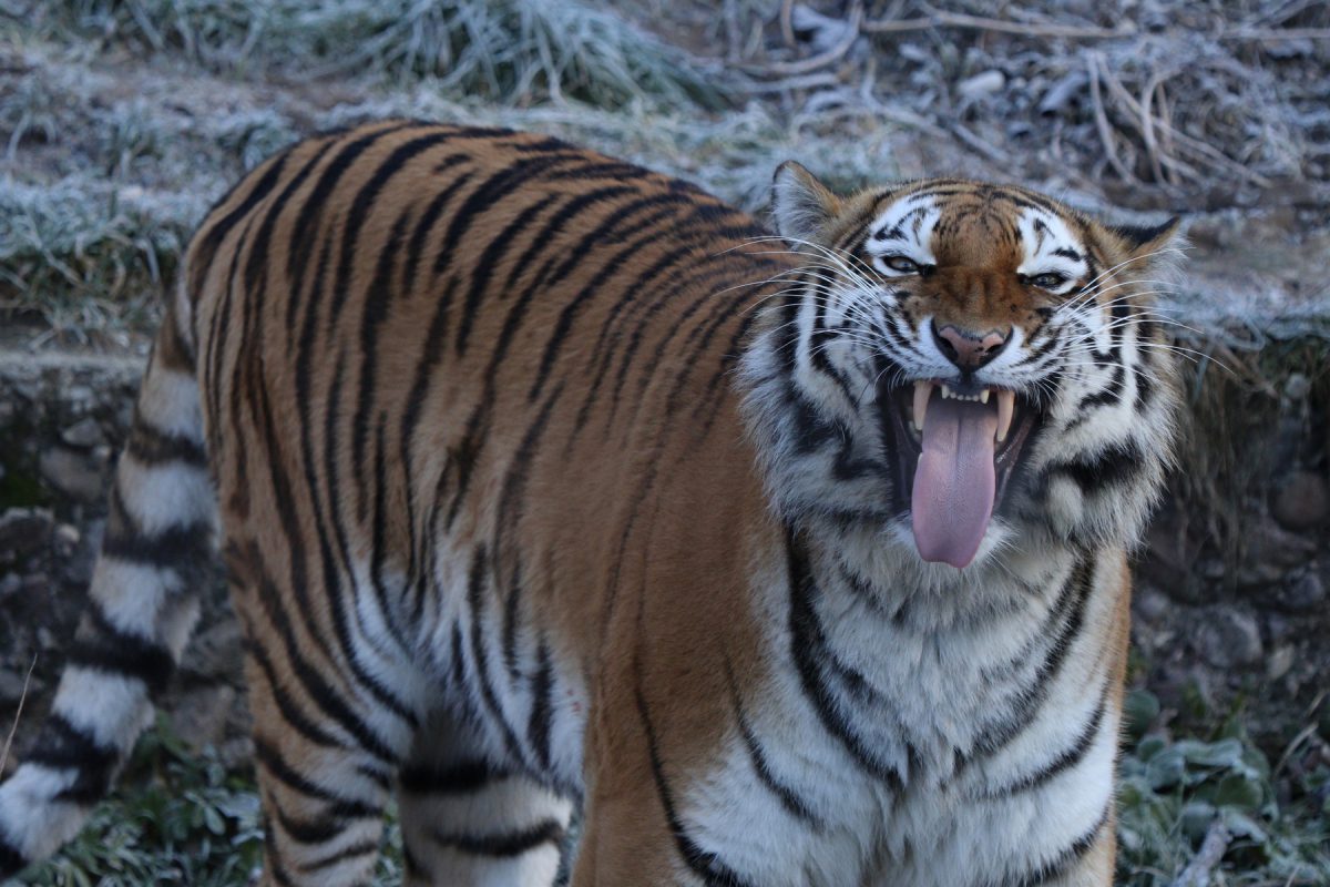 Sibirische Tigerin Ahimsa flehmend im Tierpark Hellabrunn