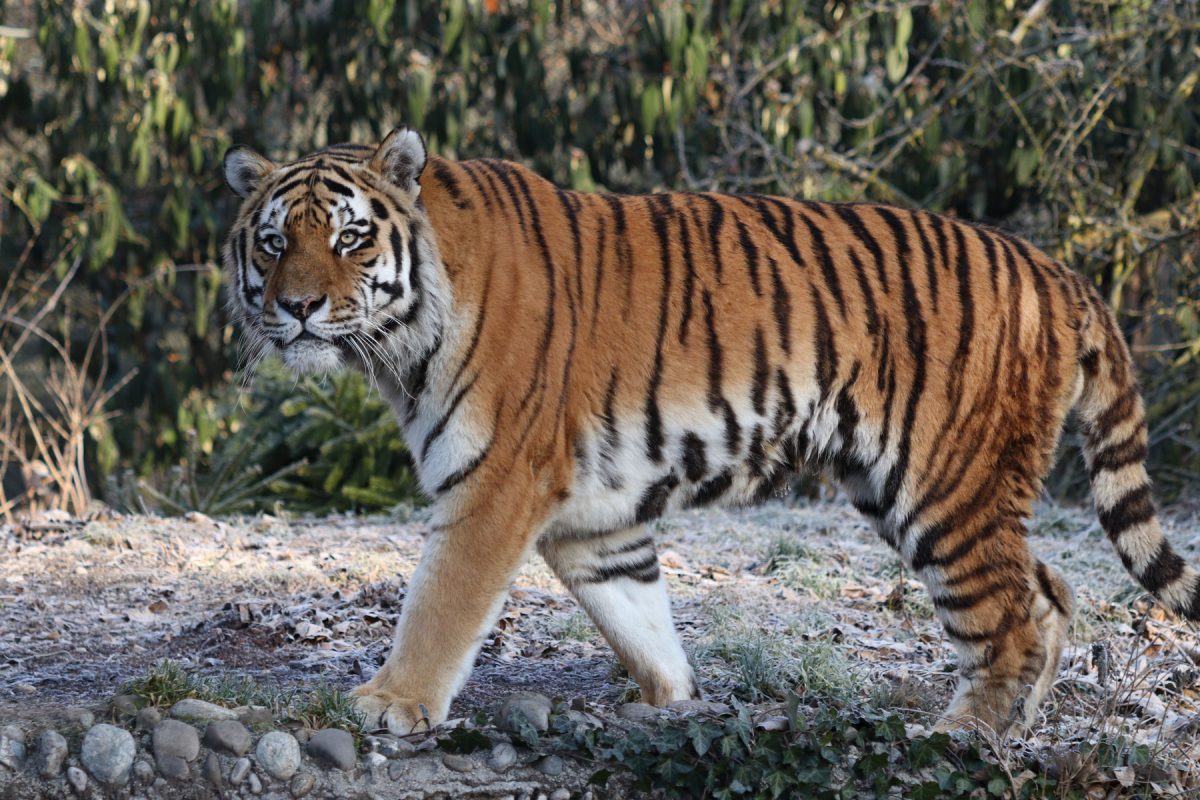 Sibirischer Tiger Jegor im Tierpark Hellabrunn