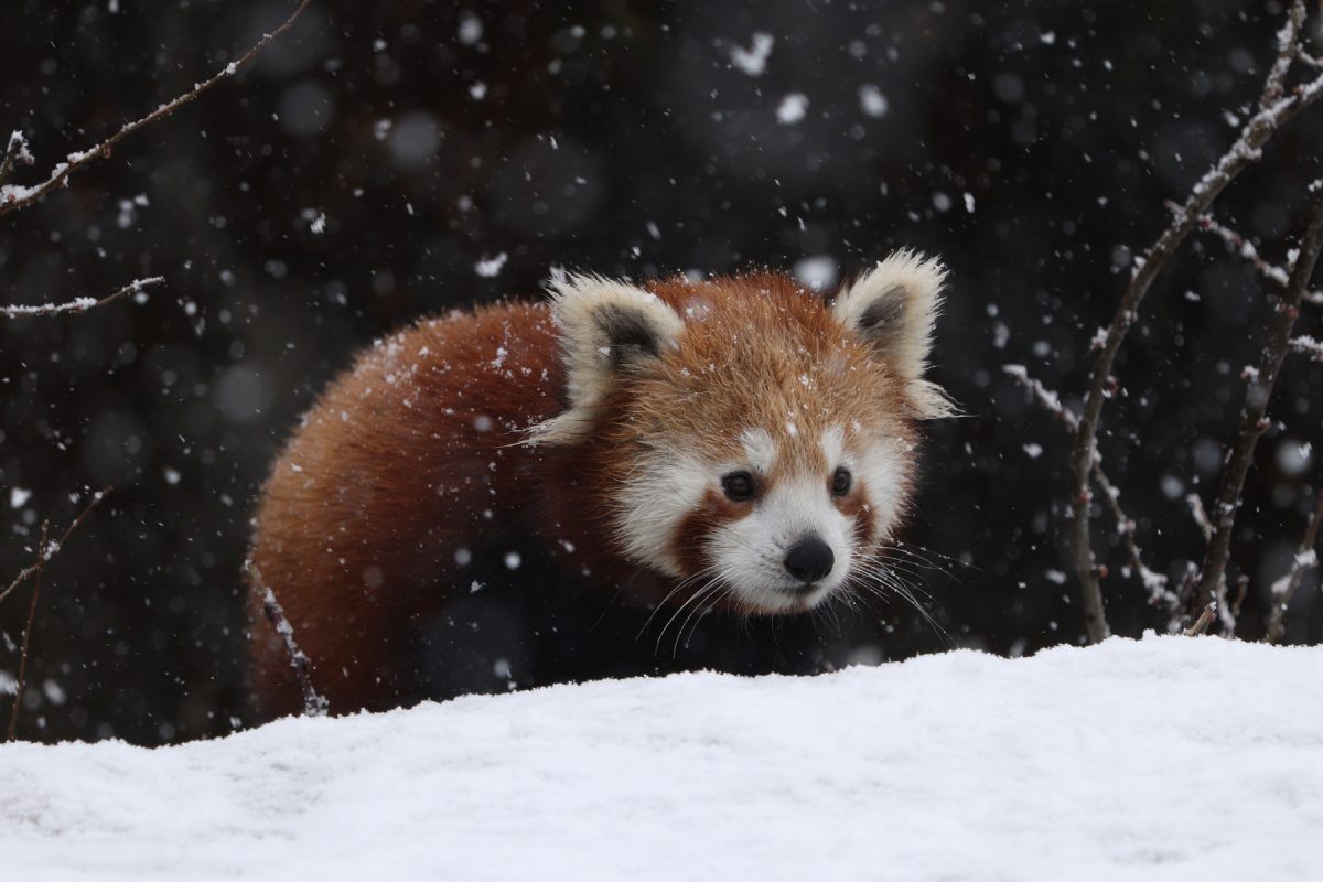 Roter Panda Tia im Schnee im Tierpark Hellabrunn