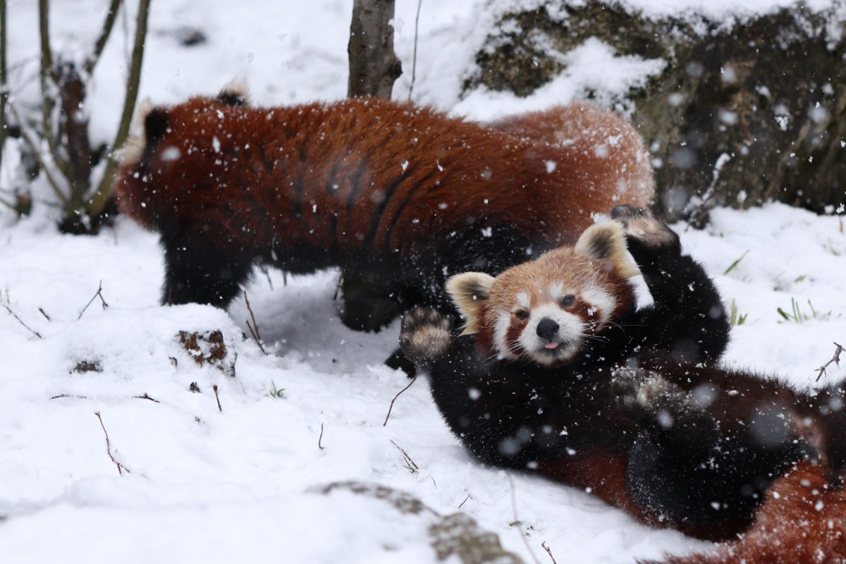 Rote Pandas Tia und Miu im Schnee im Tierpark Hellabrunn