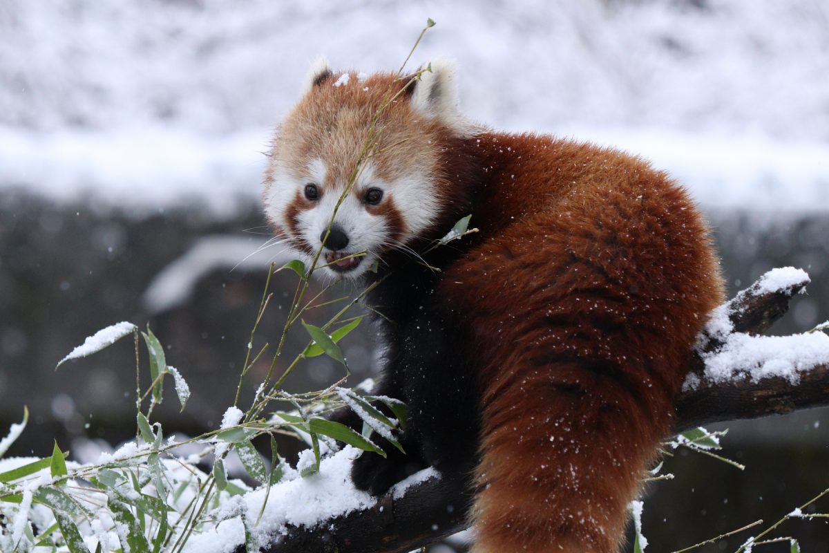 Roter Panda Tia im Schnee im Tierpark Hellabrunn
