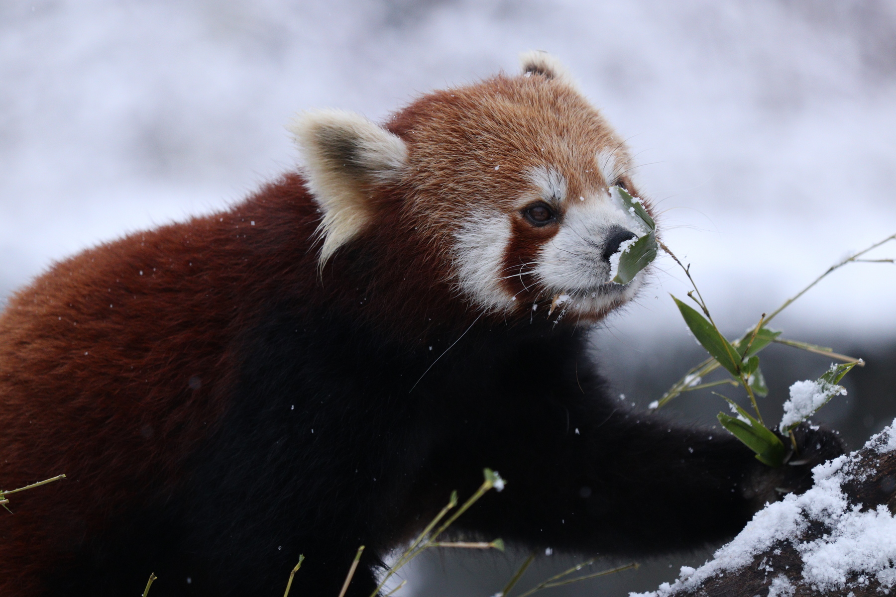 Rote Pandas Nachwuchs im Tierpark Hellabrunn München // HIMBEER
