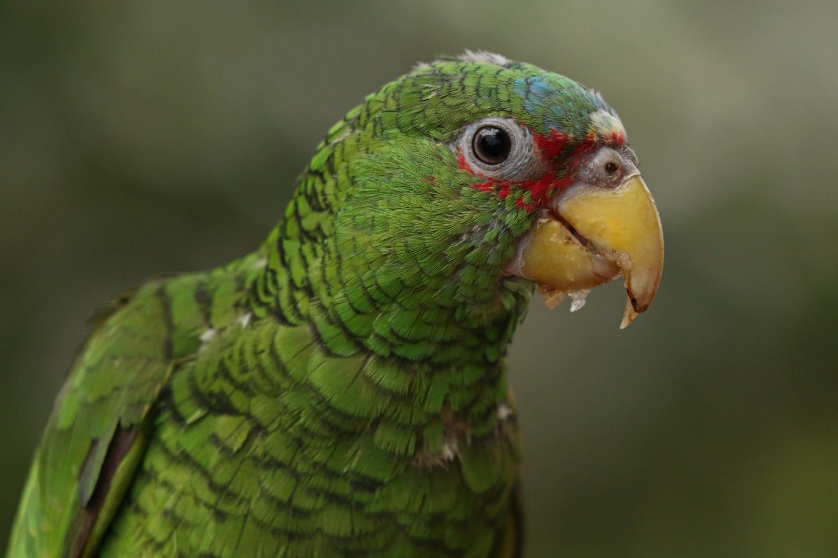Papagei in der Dschungelwelt im Tierpark Hellabrunn