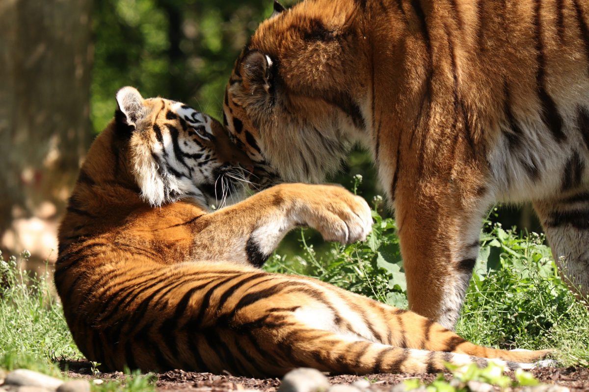 Sibirische Tiger Jegor und Ahimsa im Tierpark Hellabrunn Negativbeispiel Wetter