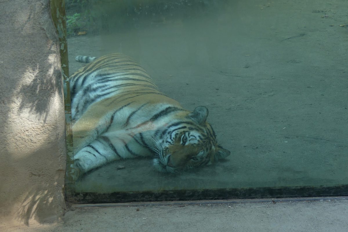 Zoo Leipzig dreckige Glasscheibe Tigergehege Negativbeispiel