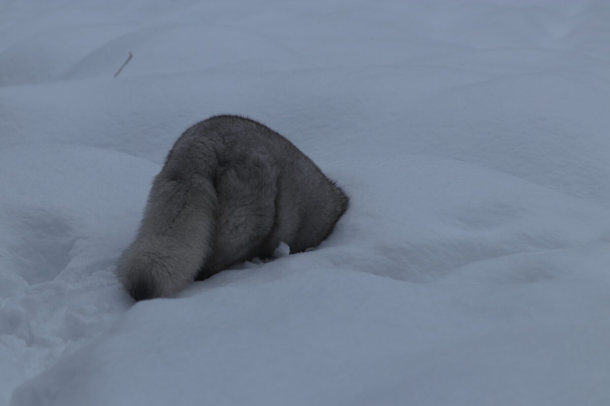 Negativbeispiel Polarfuchs im Schnee im Tierpark Hellabrunn