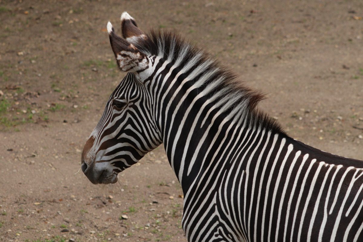 Grevy-Zebra im Tiergarten Nürnberg Negativbeispiel Perspektive
