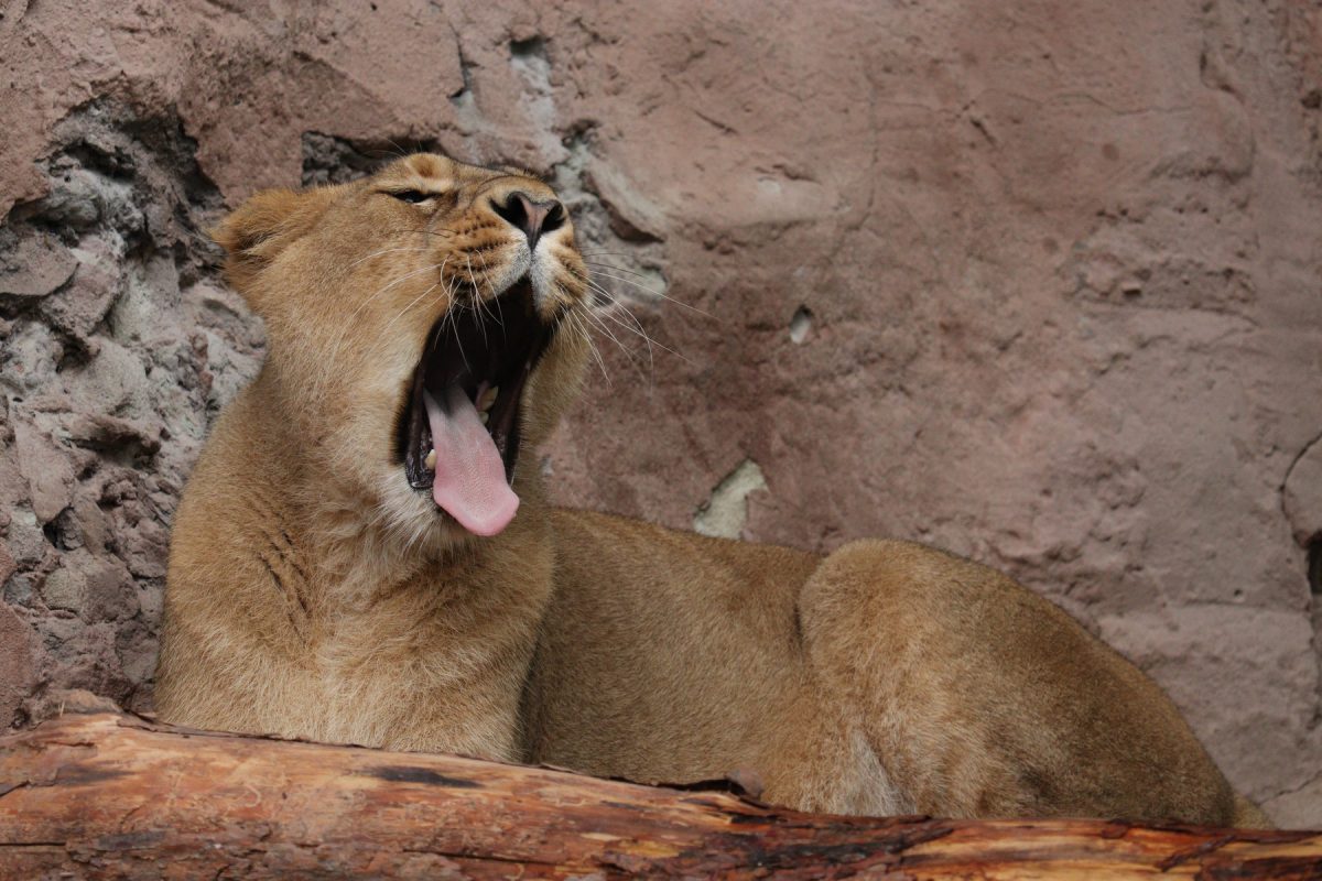 Asiatische Löwin Arany aus dem Tiergarten Nürnberg gähnend