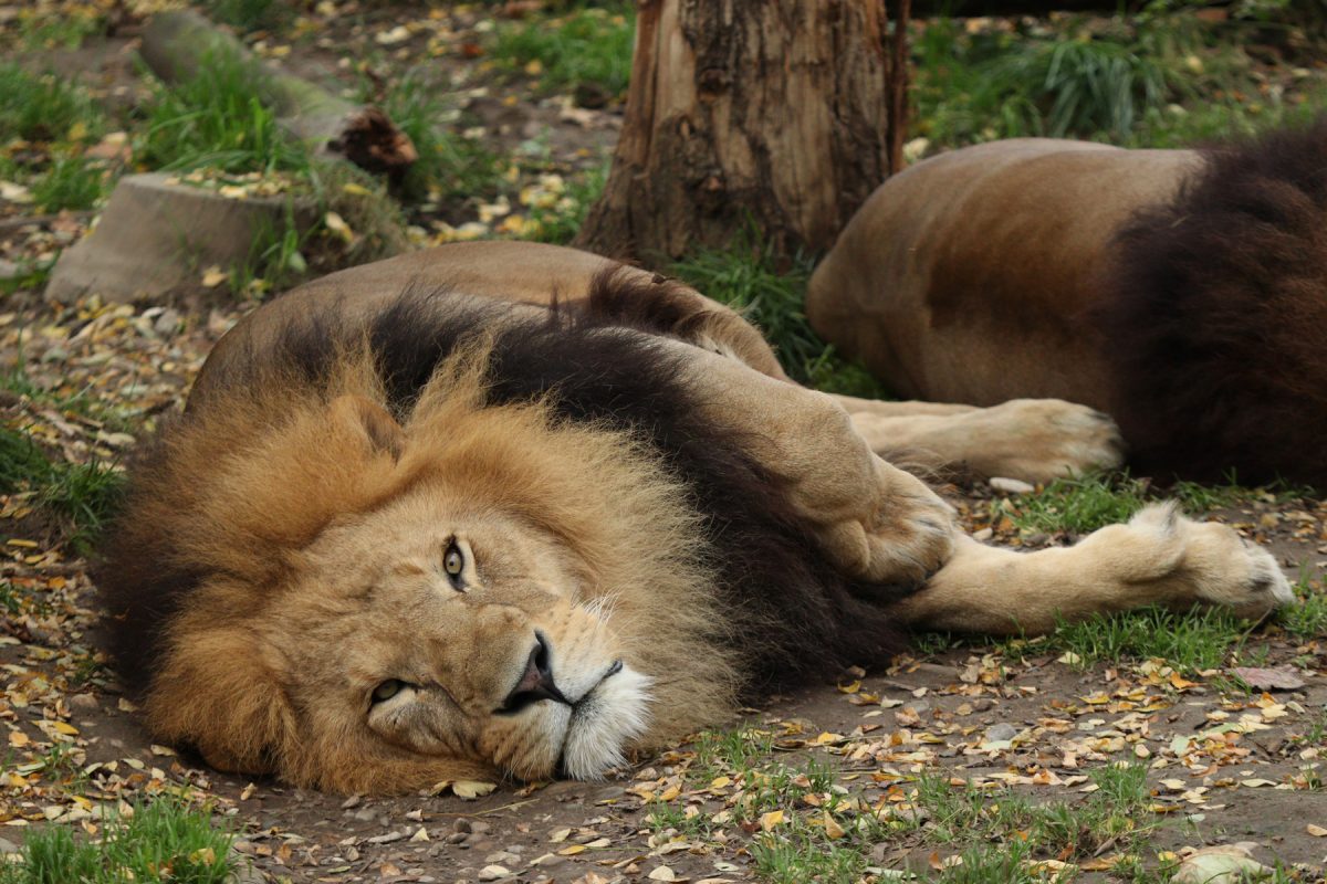 Afrikanischer Löwe Benny im Tierpark Hellabrunn