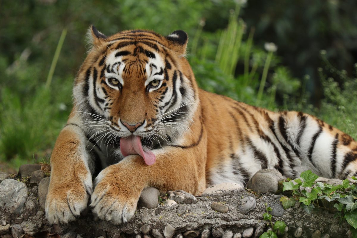 Sibirische Tigerin Ahimsa aus dem Tierpark Hellabrunn