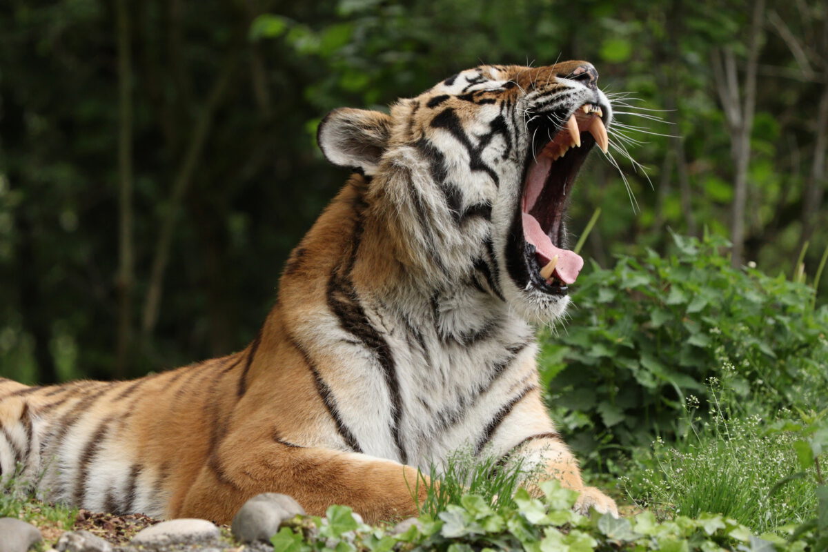 Sibirischer Tiger Jegor gähnend im Tierpark Hellabrunn