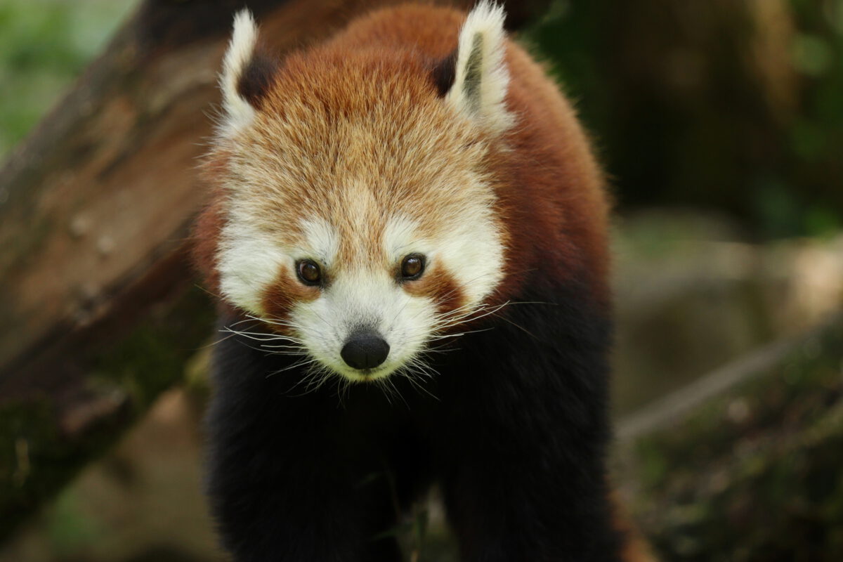 Rotes Panda-Mädchen Tia im Tierpark Hellabrunn