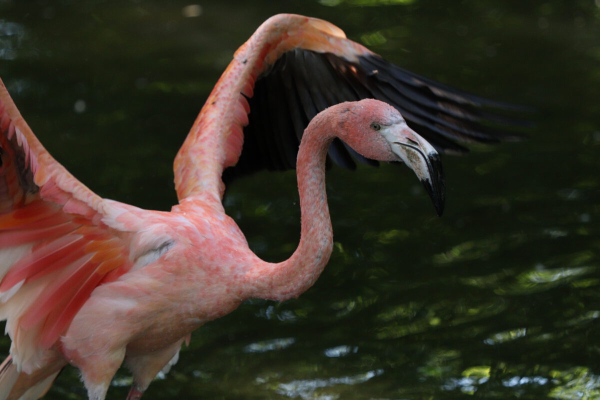 Rosa Flamingo im Tierpark Hellabrunn