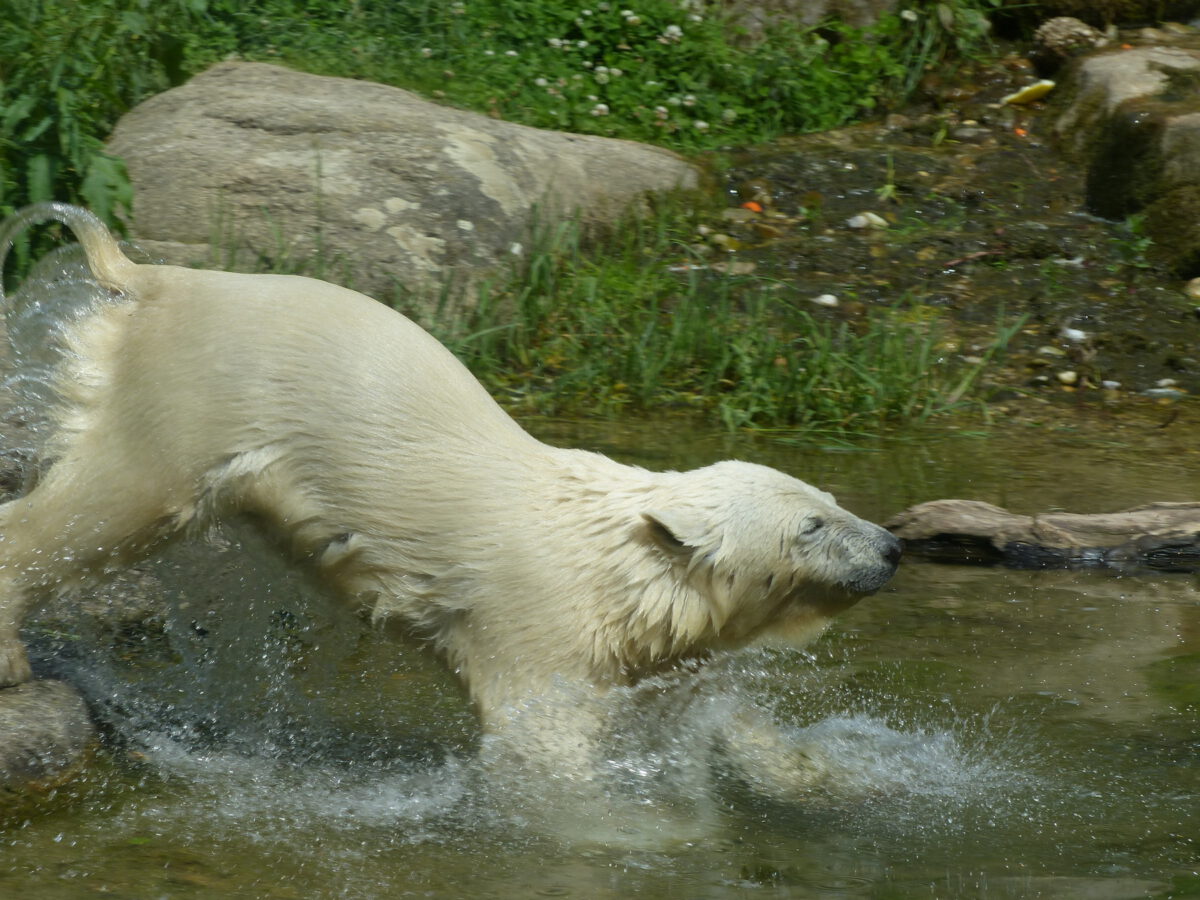 Eisbärmädchen Quintana im Tierpark Hellabrunn