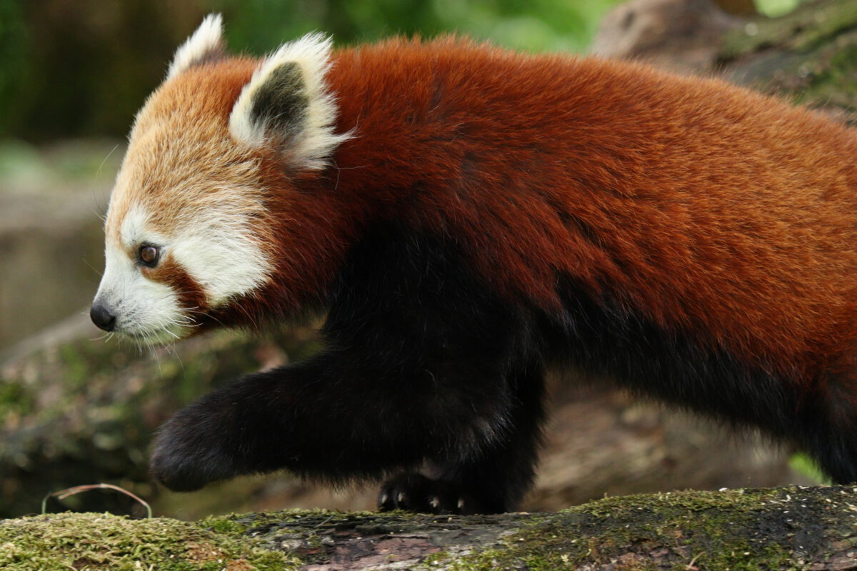 Roter Panda Tia im Tierpark Hellabrunn