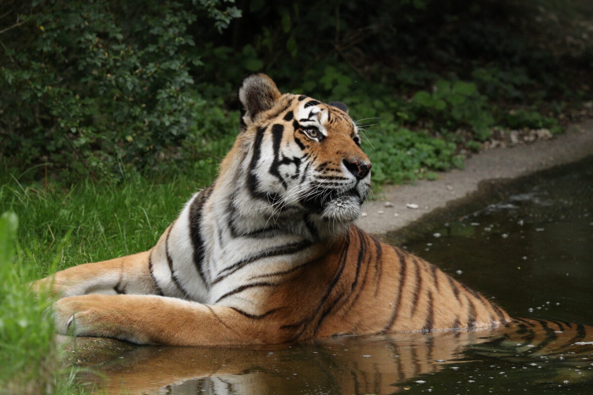 Sibirischer Tiger Jegor badend im Tierpark Hellabrunn