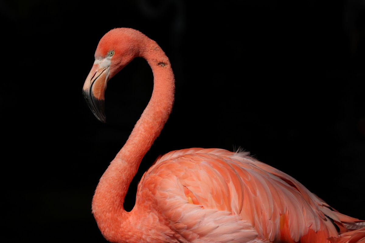 Roter Flamingo im Tierpark Hellabrunn