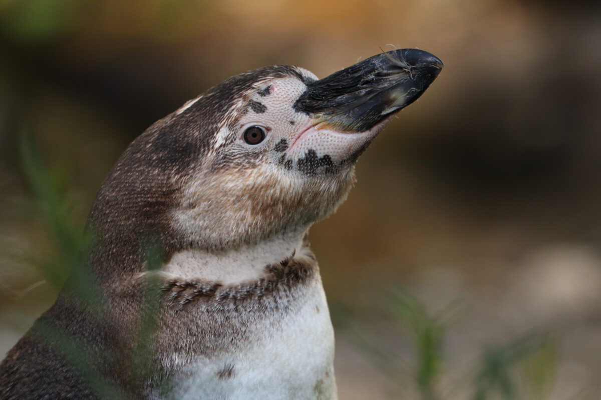 Junger Humboldtpinguin im Tierpark Hellabrunn