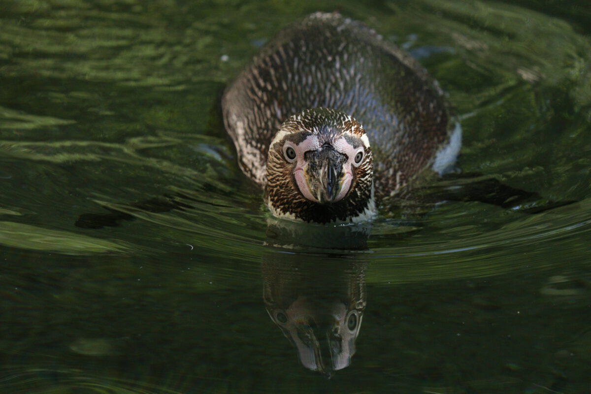 Schwimmender Humboldtpinguin im Tierpark Hellabrunn