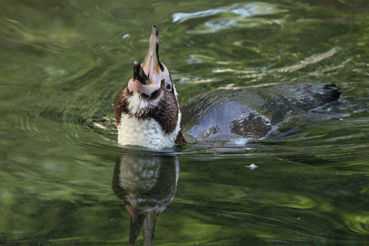 Schwimmender Humboldtpinguin im Tierpark Hellabrunn