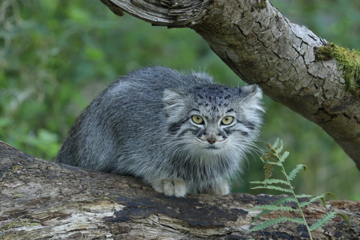 Manul im Tierpark Hellabrunn