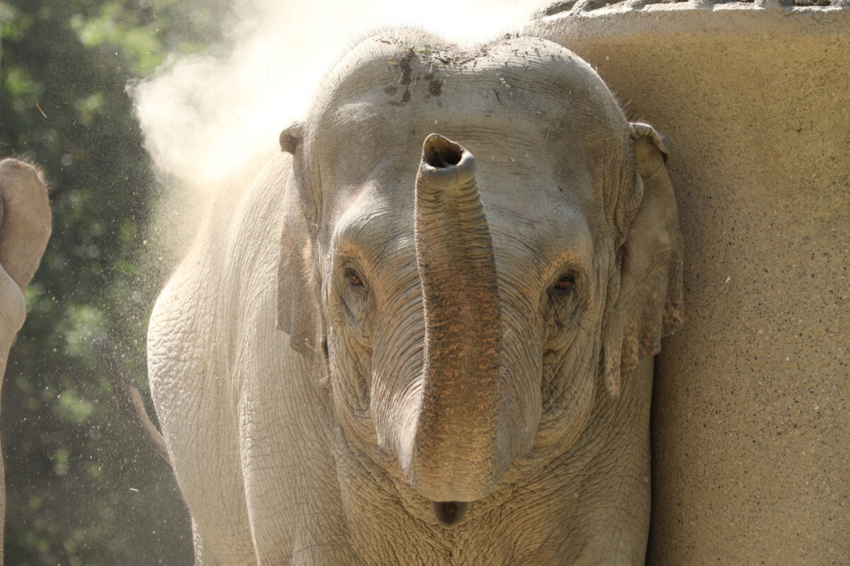 Asiatischer Elefant im Tierpark Hellabrunn