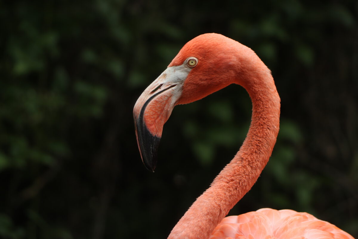 Roter Flamingo im Tiergarten Schönbrunn Wien