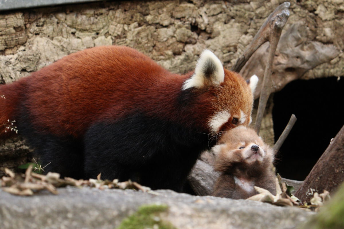 Roter Panda mit Baby im Tierpark Hellabrunn