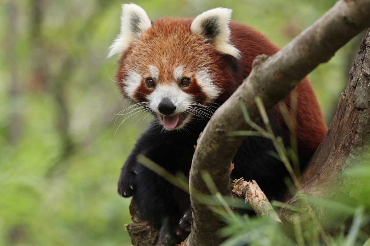Roter Panda Miu im Tierpark Hellabrunn