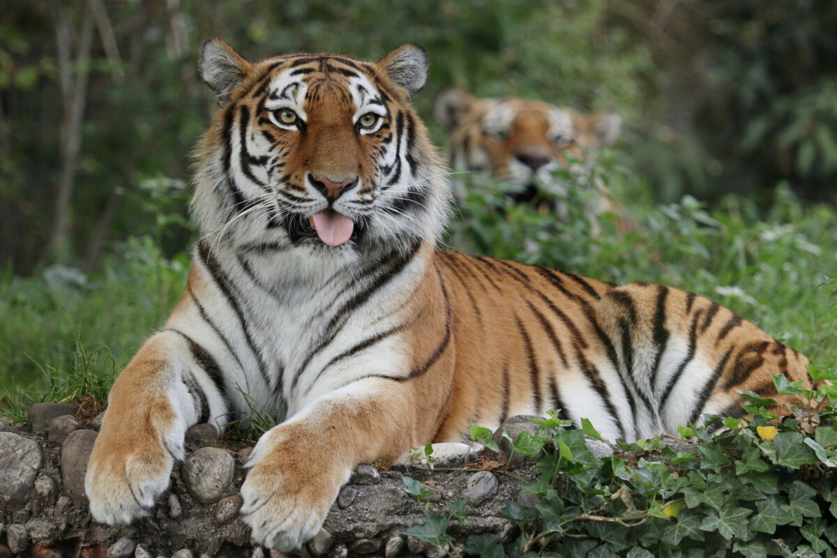 Sibirische Tigerin Ahimsa im Tierpark Hellabrunn