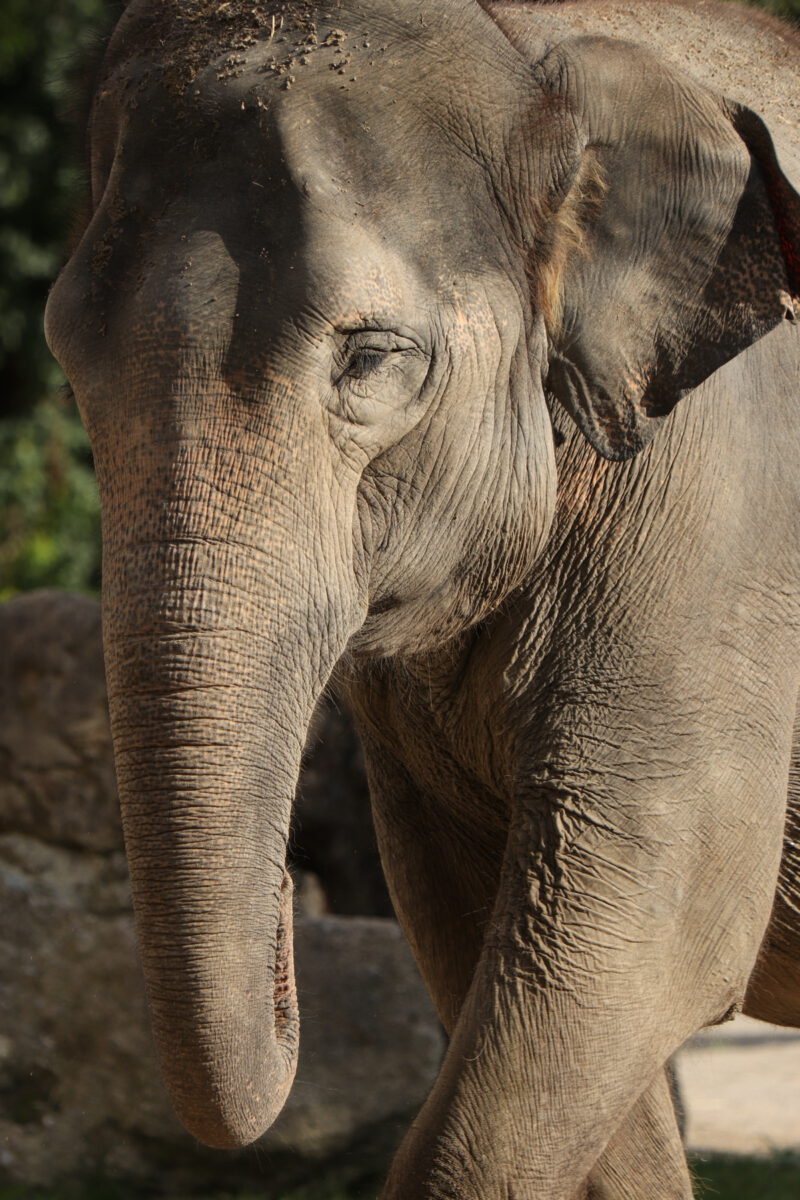 Asiatische Elefantenkuh Panang im Tierpark Hellabrunn