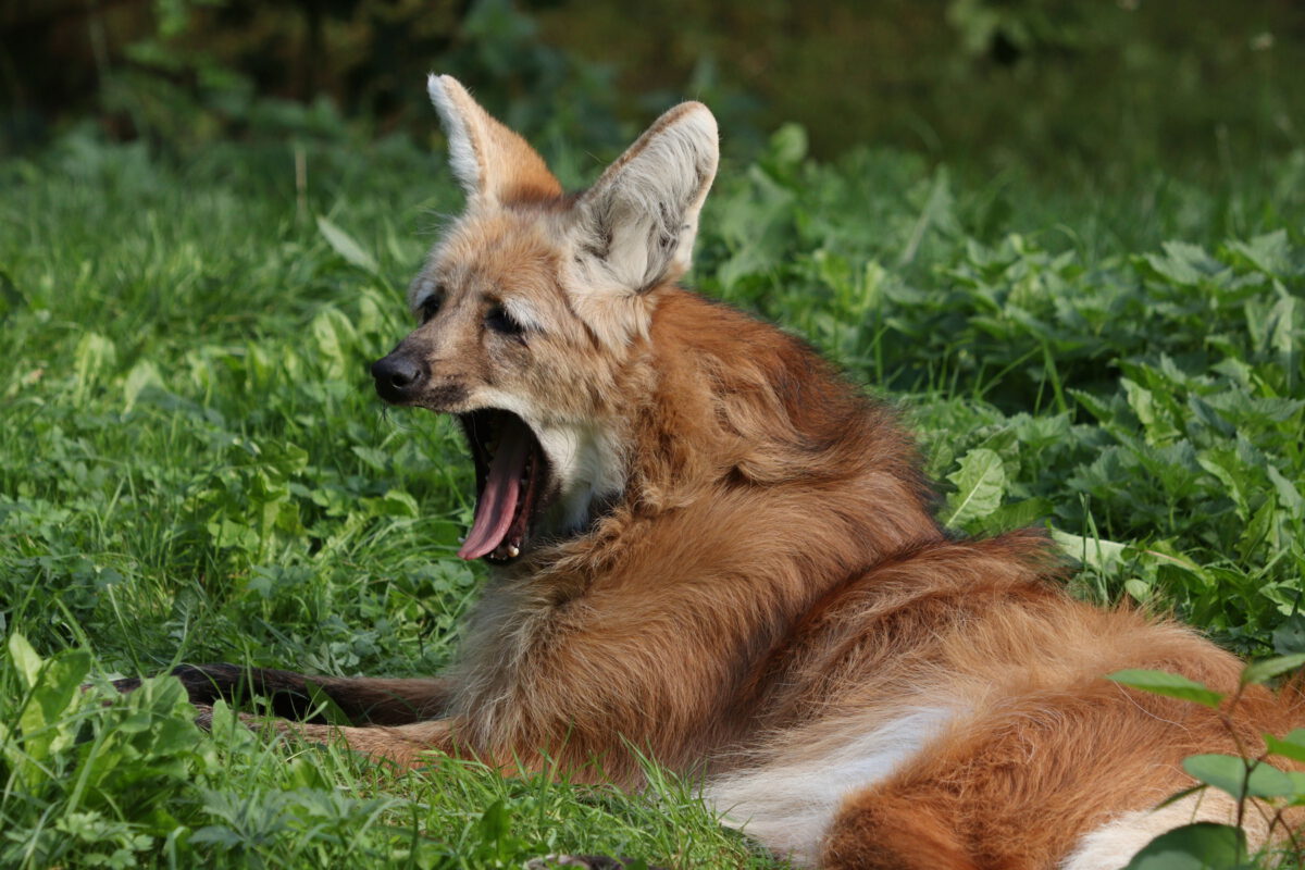 Gähnender Mähnenwolf im Tierpark Hellabrunn