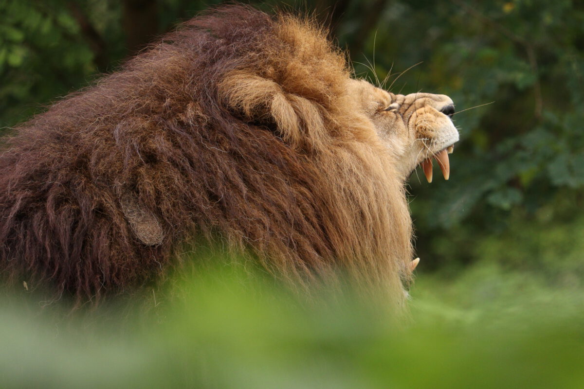 Afrikanischer Löwe Max gähnend im Tierpark Hellabrunn
