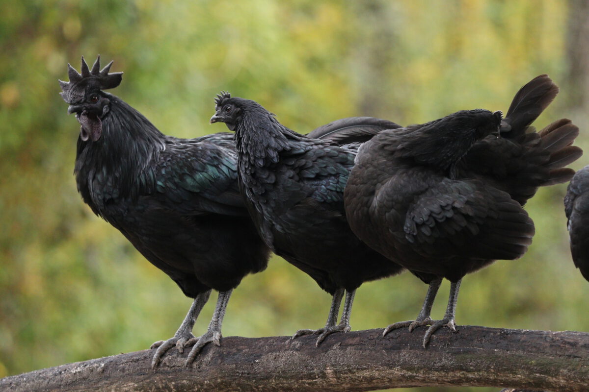Ayam-Cemani-Hühner im Tierpark Hellabrunn