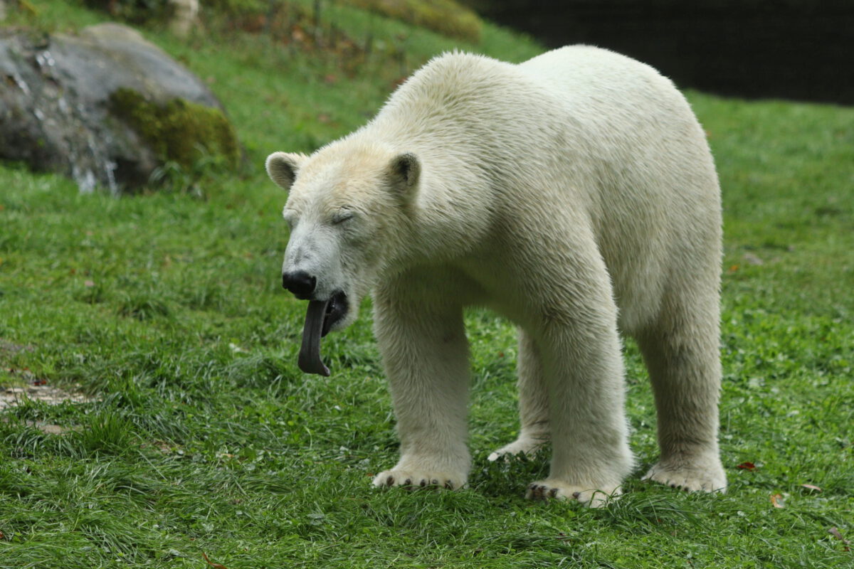 Eisbärin Nanook gähnend im Tierpark Hellabrunn