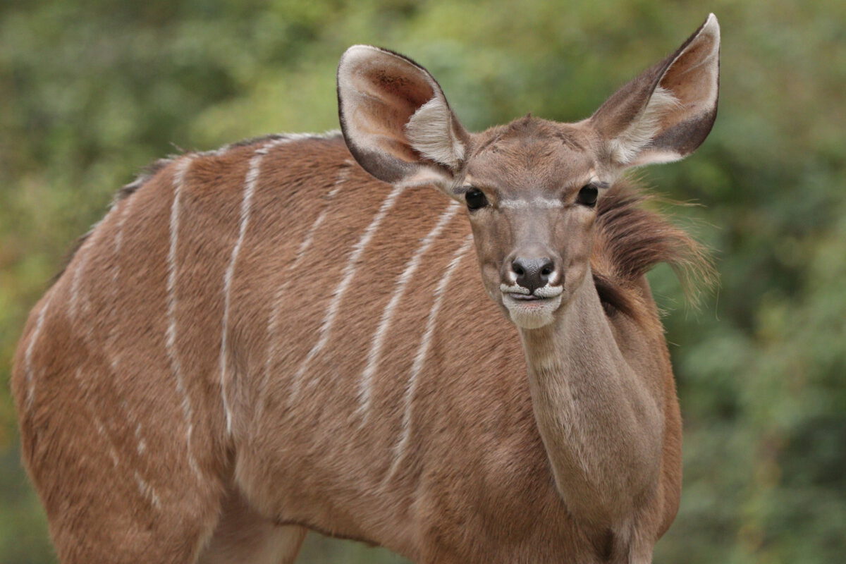 Großer Kudu im Tierpark Hellabrunn