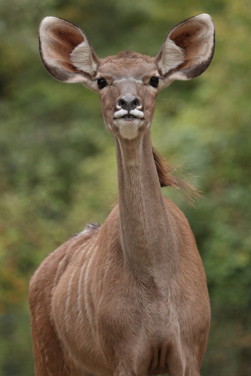 Großer Kudu im Tierpark Hellabrunn
