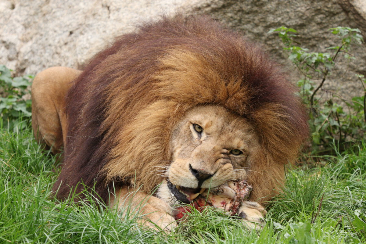 Afrikanischer Löwe Max im Tierpark Hellabrunn