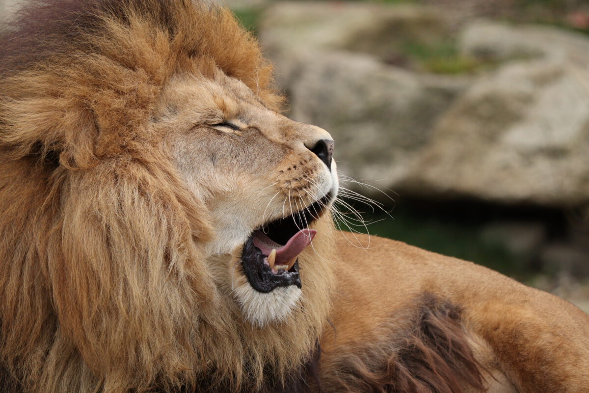 Afrikanischer Löwe Max gähnend im Tierpark Hellabrunn