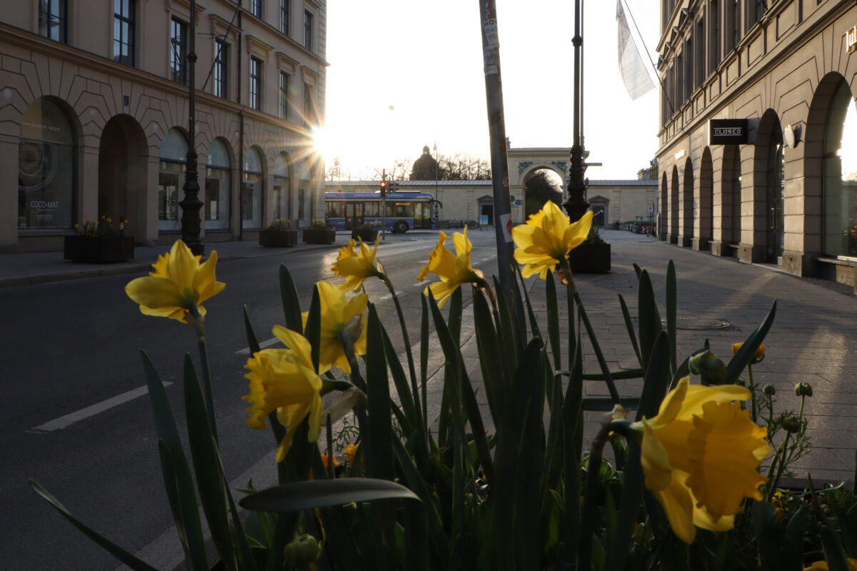 Osterglocken im Morgenlicht in der Brienner Straße in München mit Blick in Richtung Hofgarten