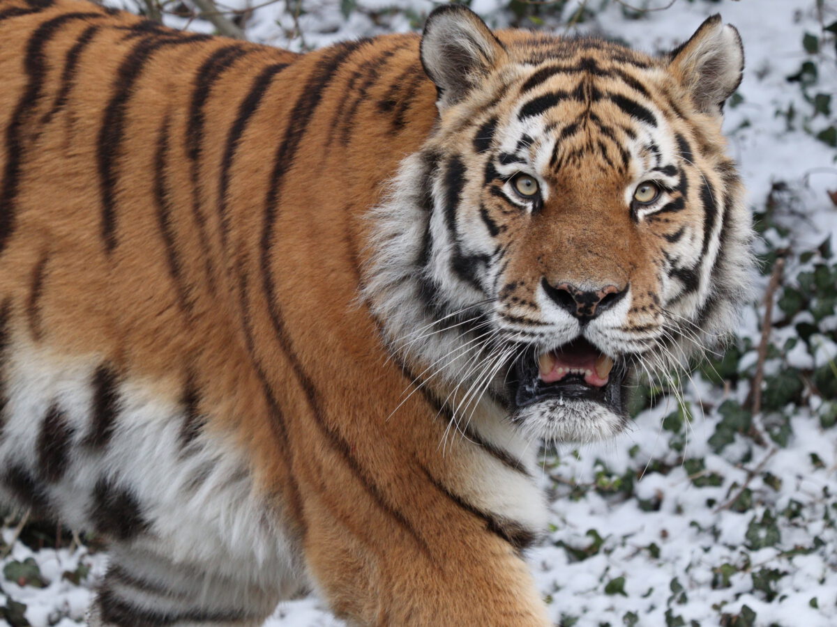 Sibirischer Tiger Jegor im Schnee im Tierpark Hellabrunn