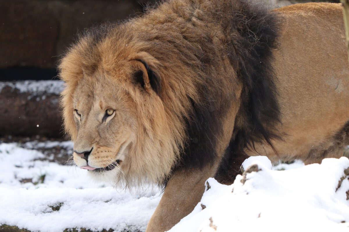 Afrikanischer Löwe Benny im Schnee im Tierpark Hellabrunn