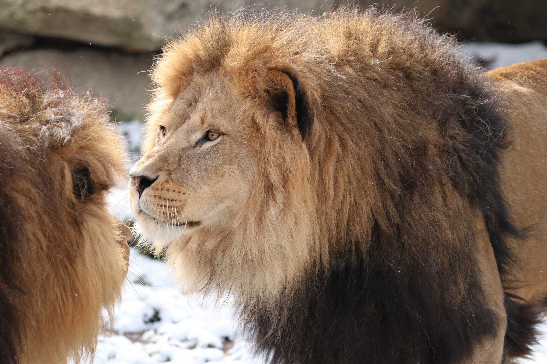 Afrikanische Löwen Benny und Max im Schnee im Tierpark Hellabrunn