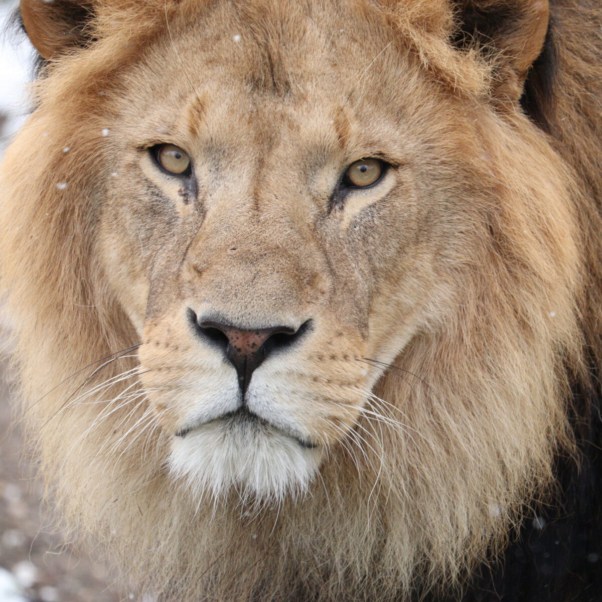 Afrikanischer Löwe Benny im Schnee im Tierpark Hellabrunn