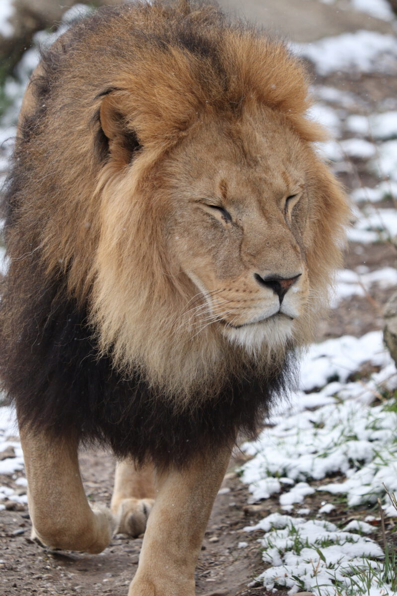 Afrikanischer Löwe Benny im Schnee im Tierpark Hellabrunn