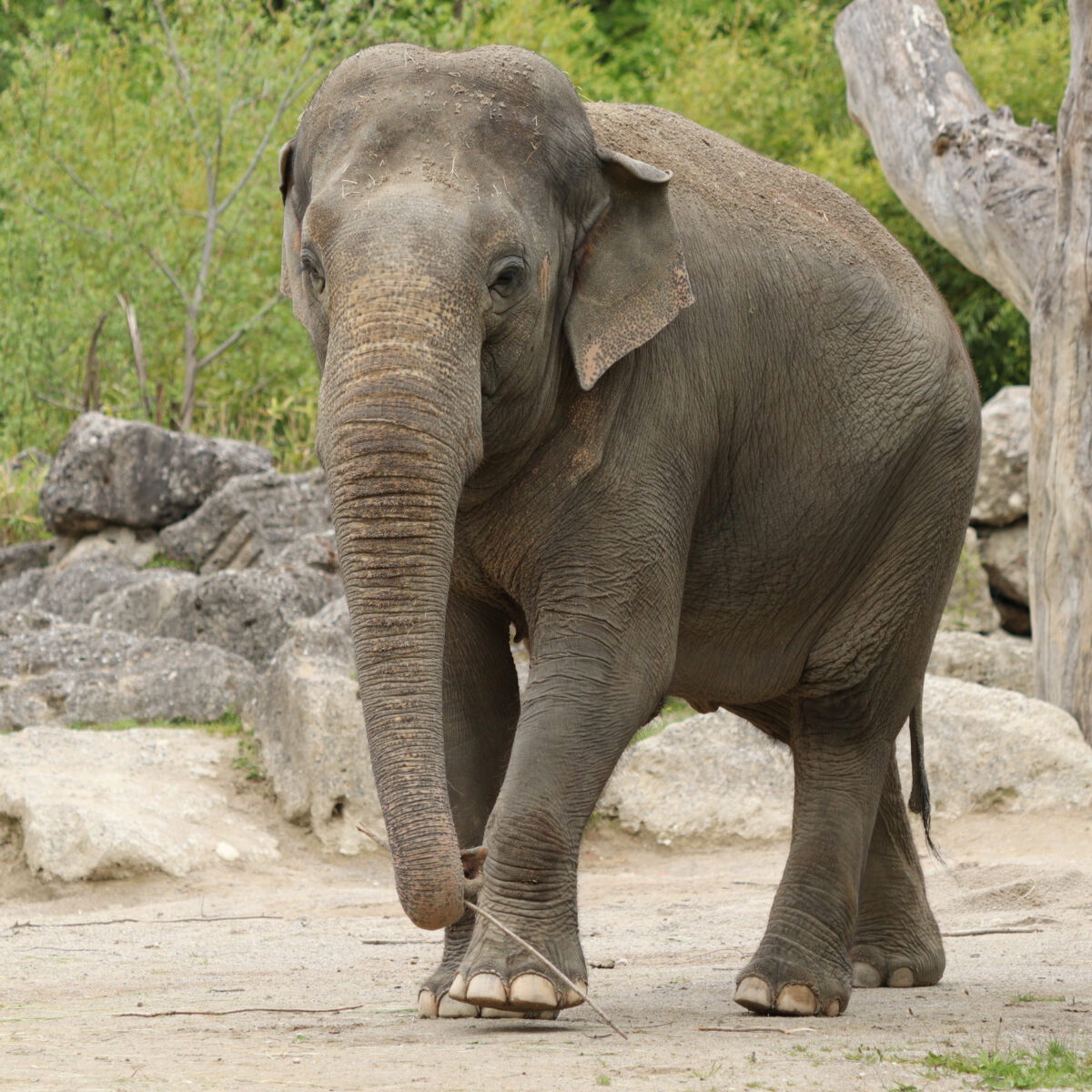 Asiatische Elefantenkuh Mangala im Tierpark Hellabrunn